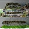 apor crataegi larva5 volg1